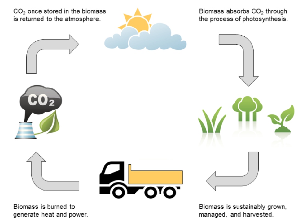 biomass carbon cycle in south west scotland, cumbria and carlisle